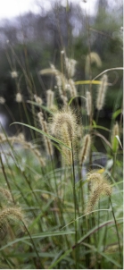 photo of wiled wheats - environmental stewardship