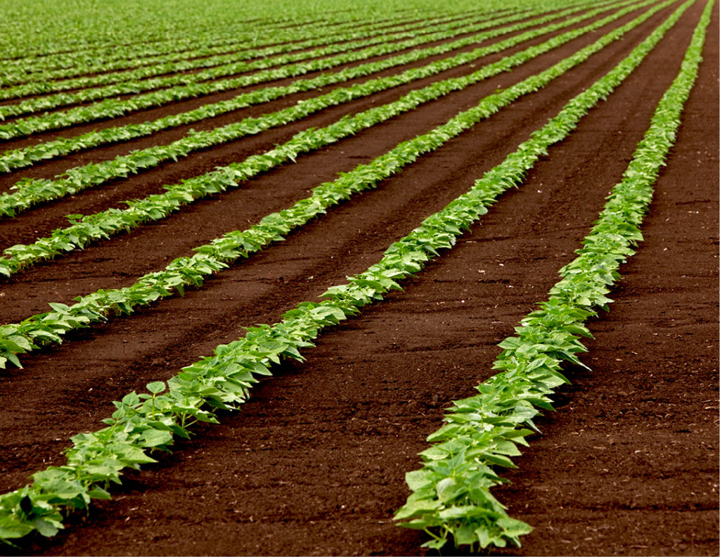 photo of young crops growing