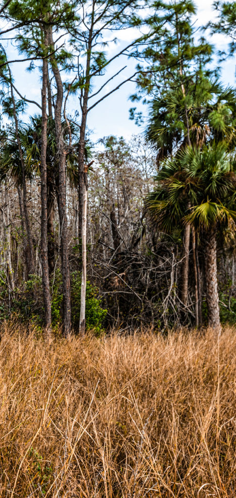 photo of trees and under growth in Florida