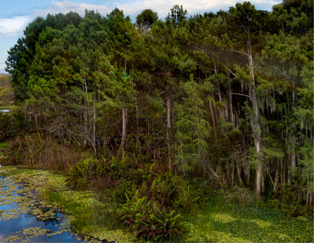 photo of trees and water in Florida wetlands area
