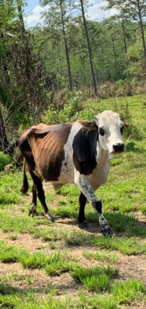 Photo of cow