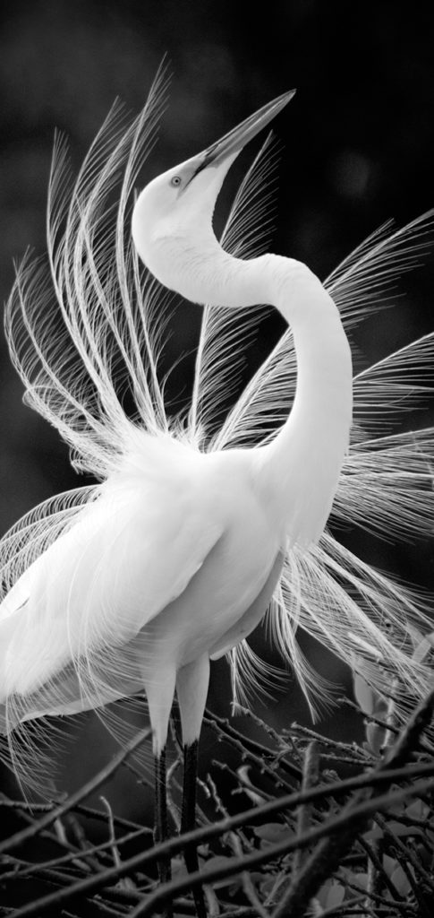 black and white photo of crane