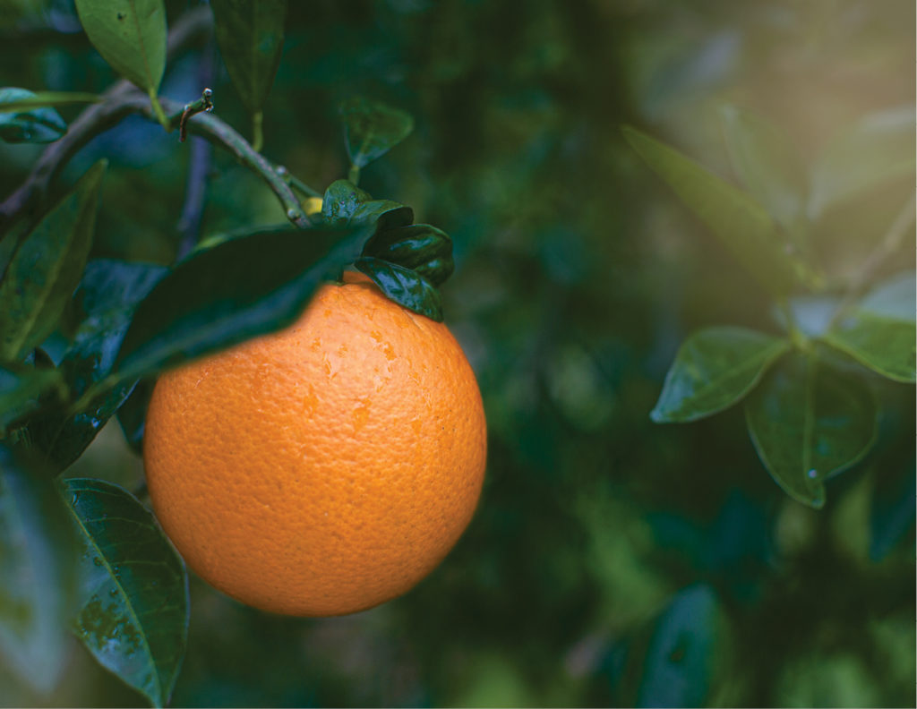 photo of orange in tree