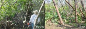 Before and After comparison of CES removing invasive plants from Florida's natural habitats