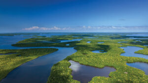 Florida Everglades Aerial